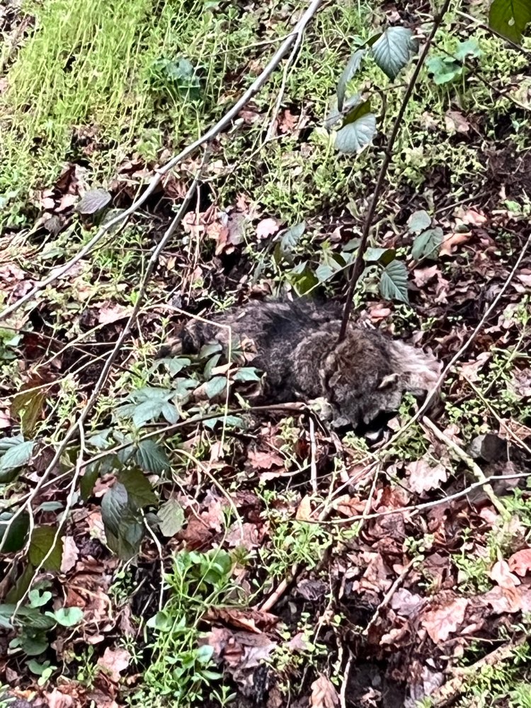 Giftköder-Toter Waschbär-Profilbild
