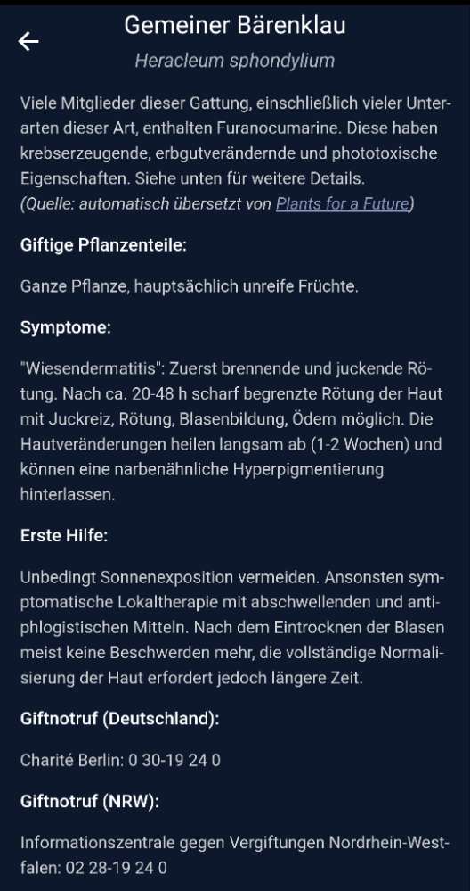 Giftköder-Gemeiner Bärenklau-Profilbild