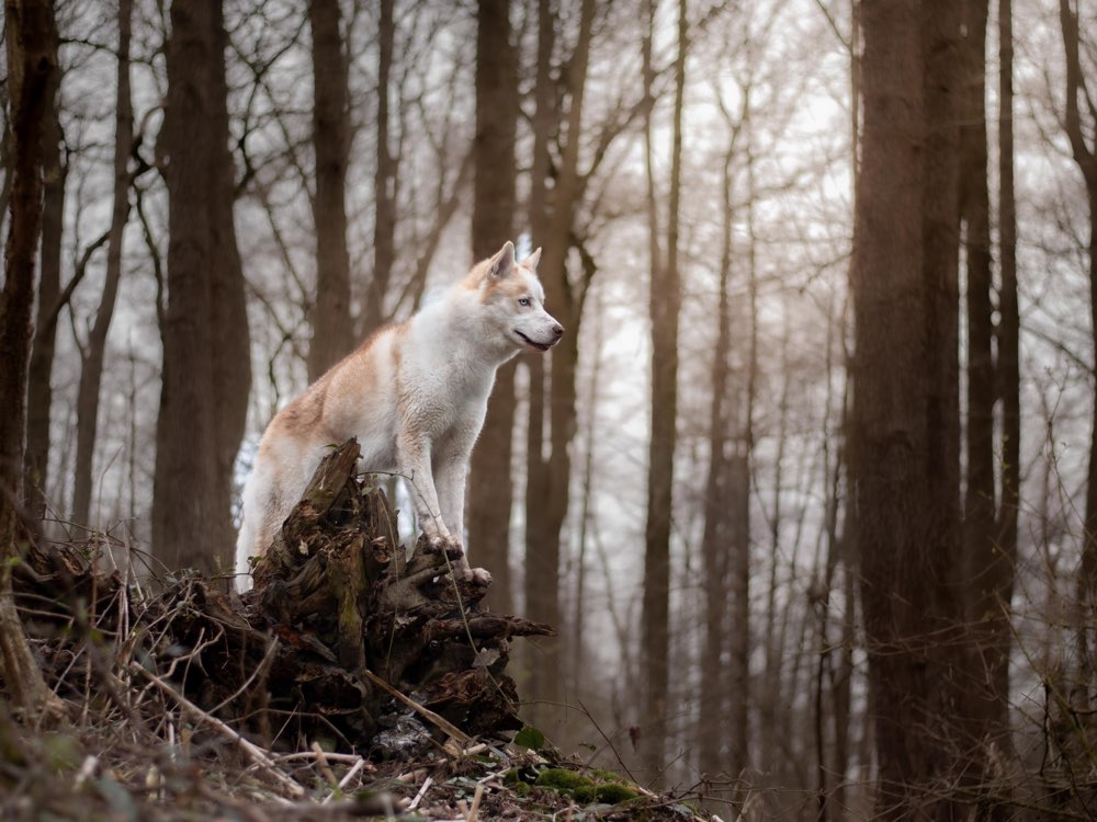 Hundetreffen-Gassi Runde-Profilbild