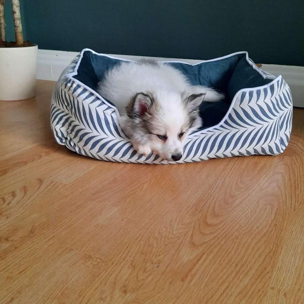 Hundetreffen-Suche Spielkameraden-Profilbild