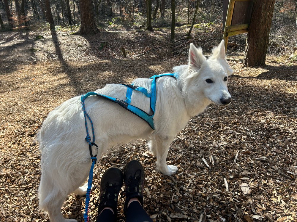 Hundetreffen-Carnicross Partner-Profilbild