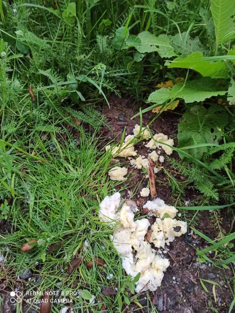 Giftköder-Kartoffelbrei-Profilbild