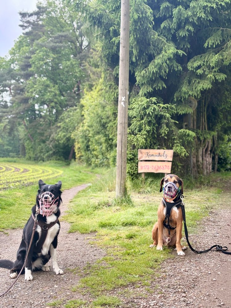 Hundetreffen-Social Walk / Begegnungstraining-Profilbild