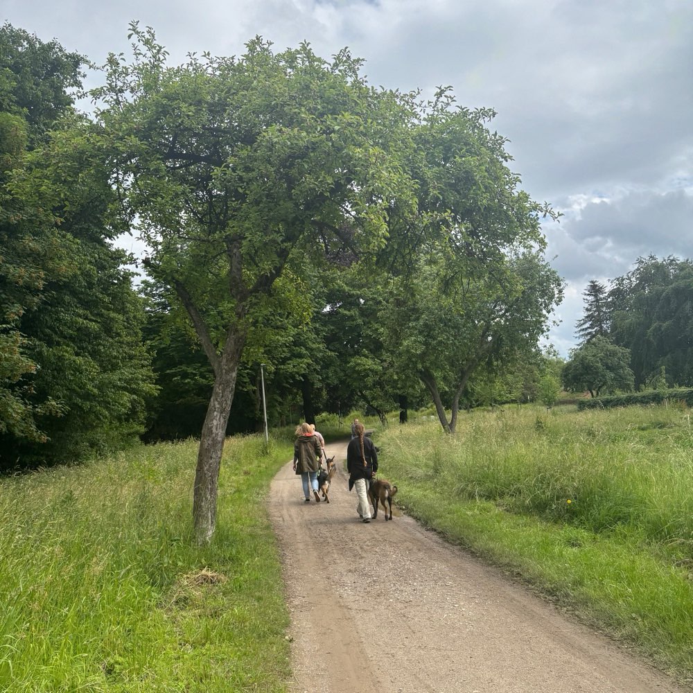 Hundetreffen-Social Walk / Begegnungstraining-Profilbild