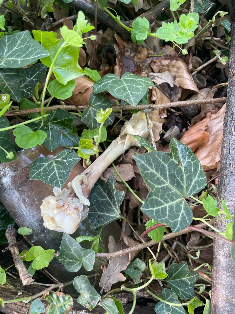 Giftköder-Ausgelegte Hühnerknochen-Profilbild