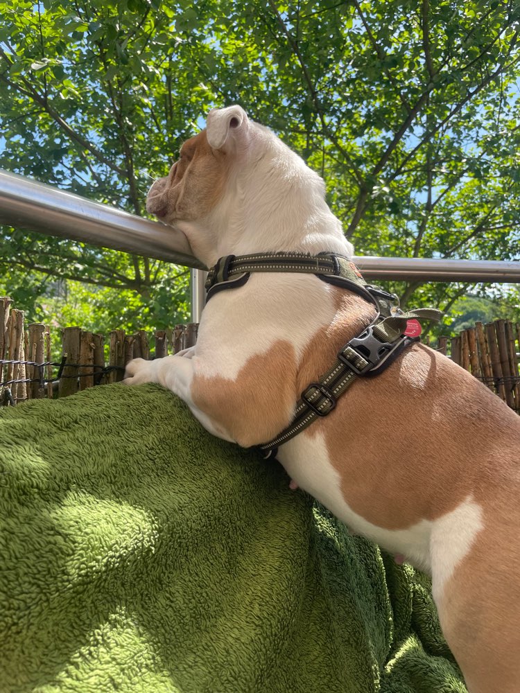 Hundetreffen-Spazierrunden im Wald/Social Walks-Profilbild