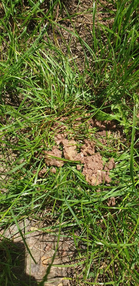 Giftköder-Ungenau evtl nur erbrochenes..-Profilbild