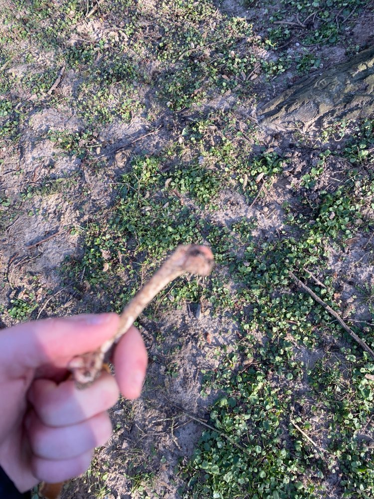 Giftköder-Knochen im Park-Profilbild