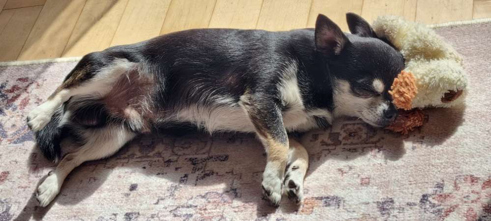 Hundetreffen-Ich suche Freunde zum Gassi gehen und Spielen-Profilbild