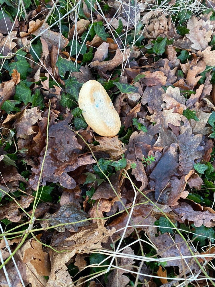 Giftköder-Präpariertes Brötchen-Profilbild