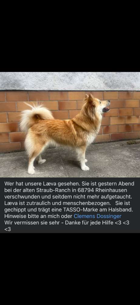 Suchmeldung-Læva-Profilbild