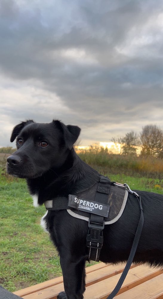 Hundetreffen-Gassi- und Spielfreund gesucht :)-Profilbild