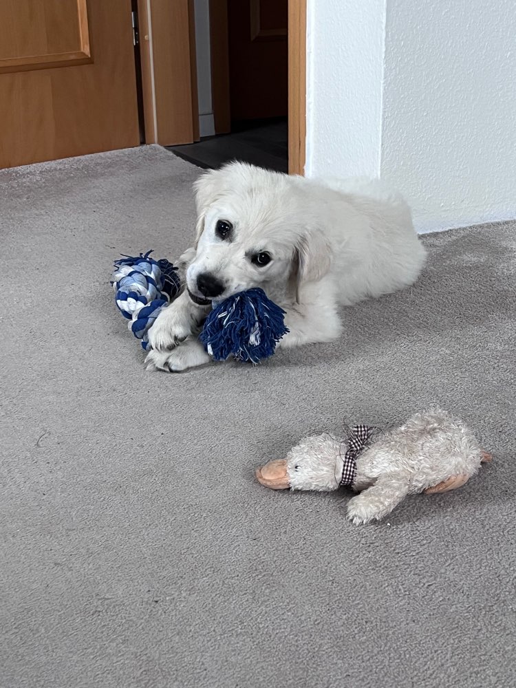 Hundetreffen-Spiel- & Gassipartner-Profilbild