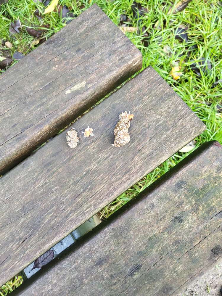 Giftköder-Möglicher Giftköder-Profilbild