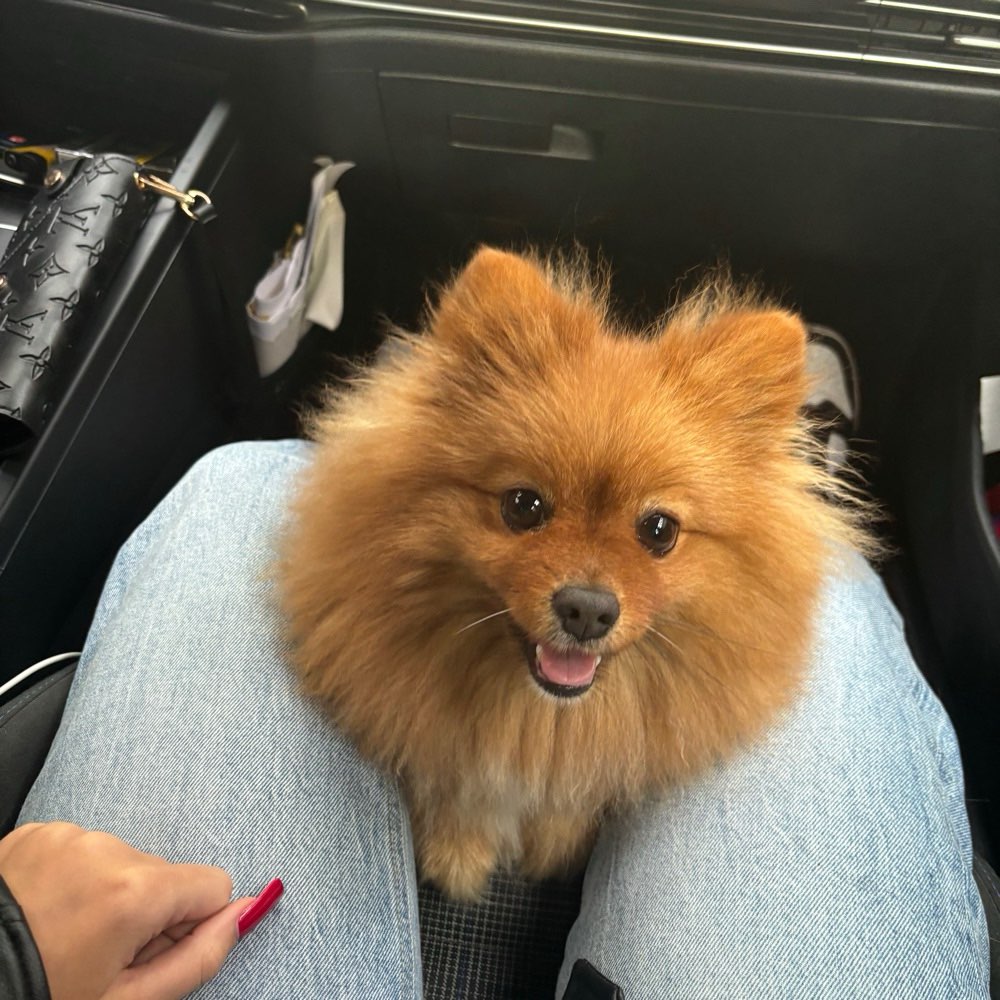 Hundetreffen-Simba sucht Spielpartner-Profilbild