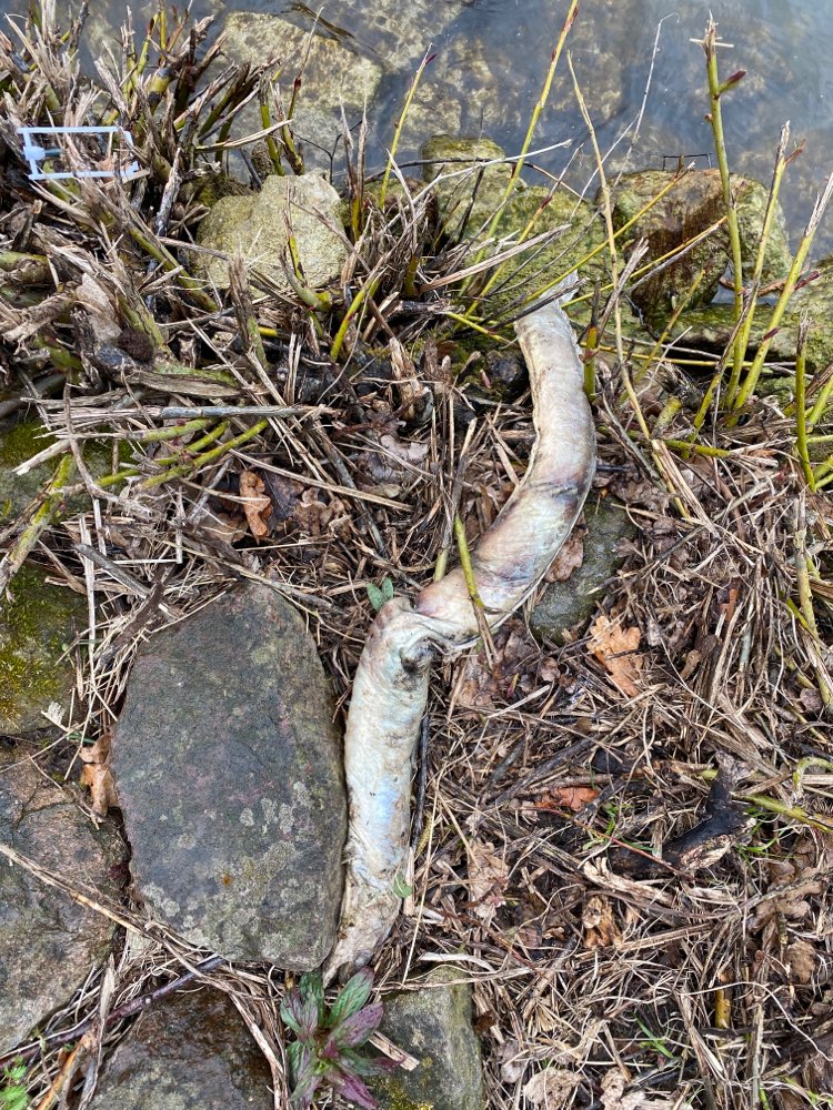 Giftköder-Fischreste am Kanal-Profilbild