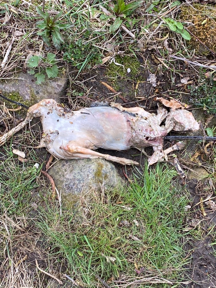 Giftköder-Kadaver am Kanal-Profilbild