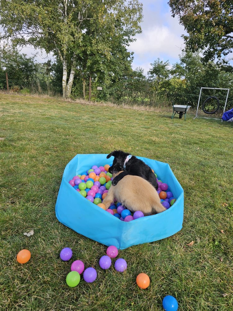 Hundetreffen-Biete Welpengruppe-Profilbild