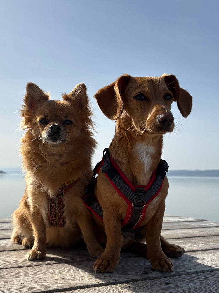 Hundetreffen-Gassi und spielen mit Wiener ROSIE-Profilbild