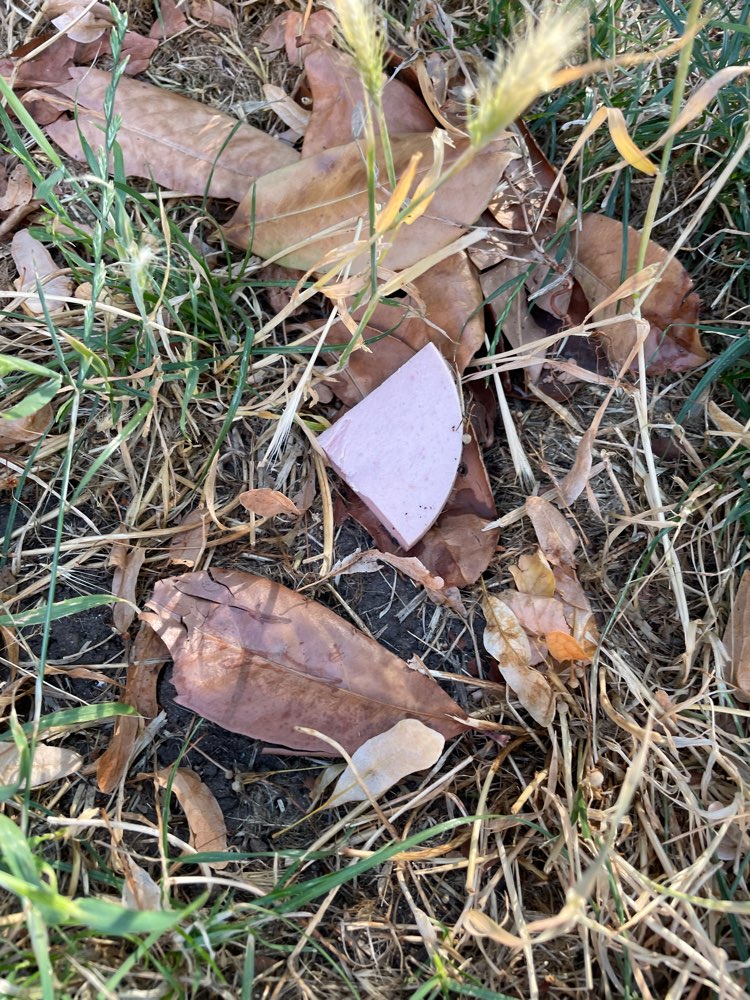 Giftköder-Fleischwurst-Profilbild