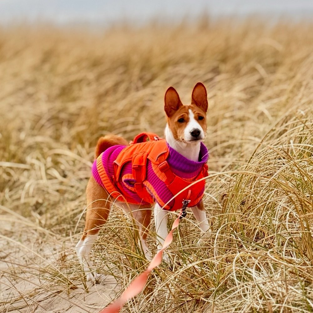 Hundetreffen-Basenjis in Bremen und umzu-Profilbild