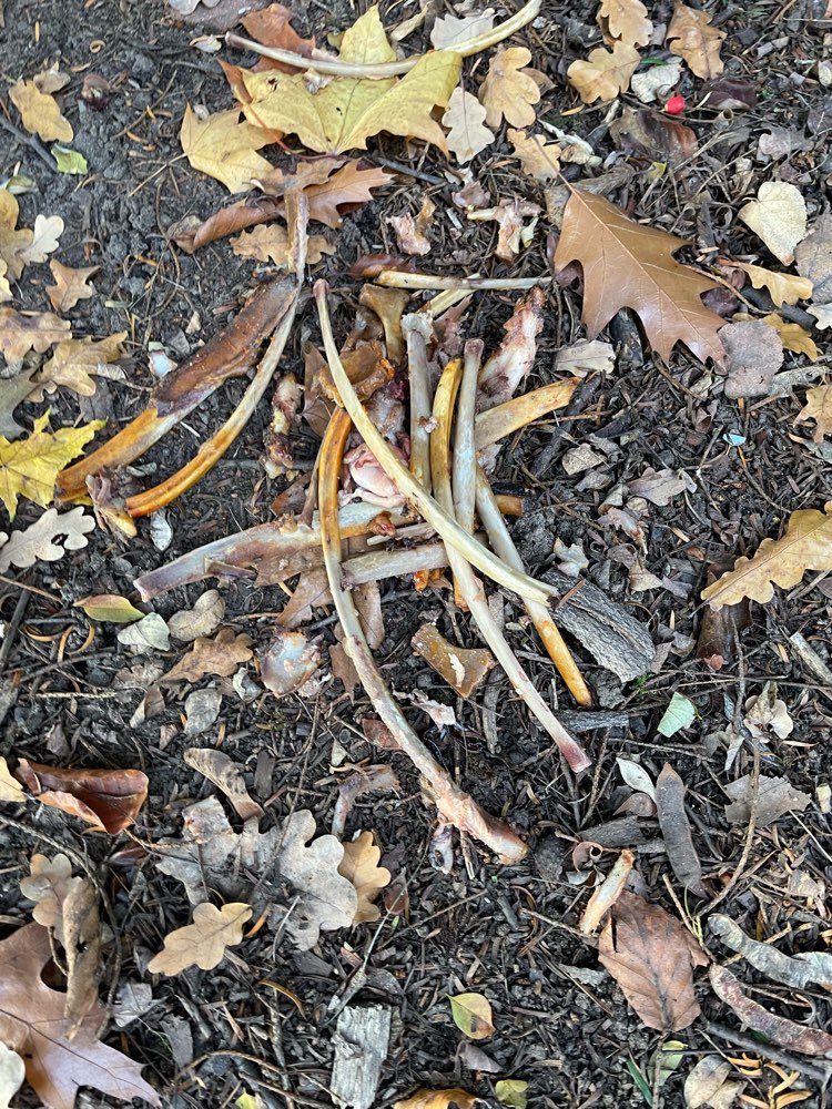 Giftköder-Ausgelegte Knochen!-Profilbild