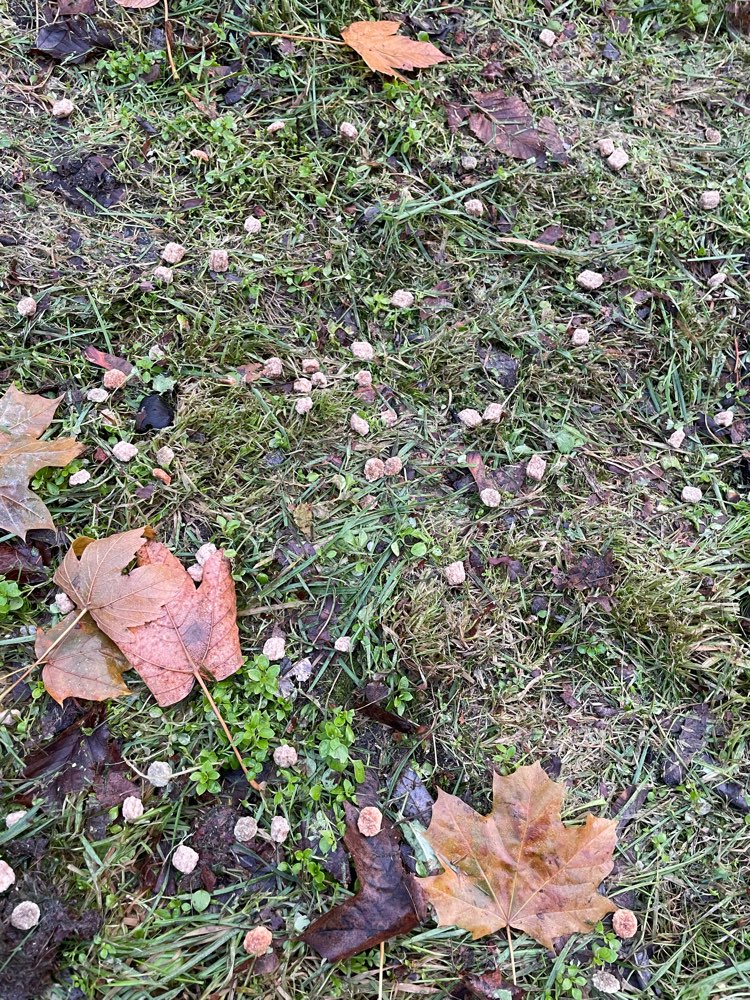 Giftköder-Ausgelegtes Futter-Profilbild