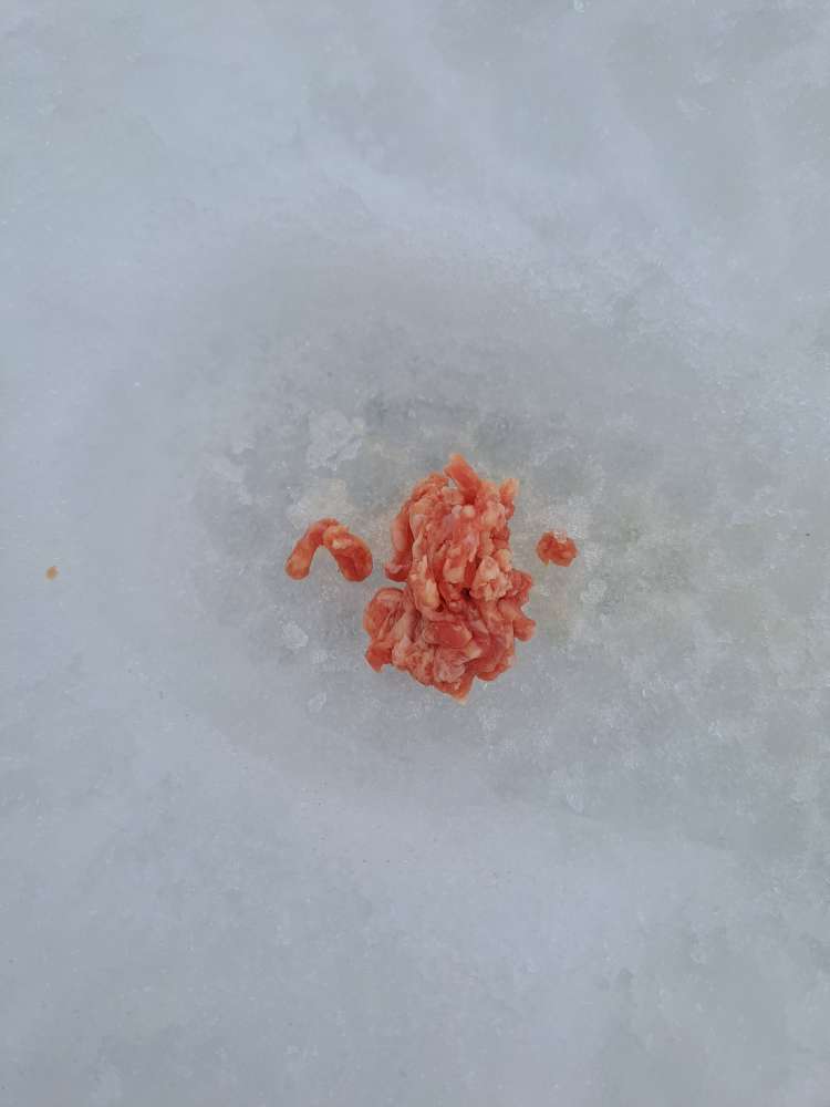 Giftköder-Potenzielle Giftköder Ortwang-Profilbild