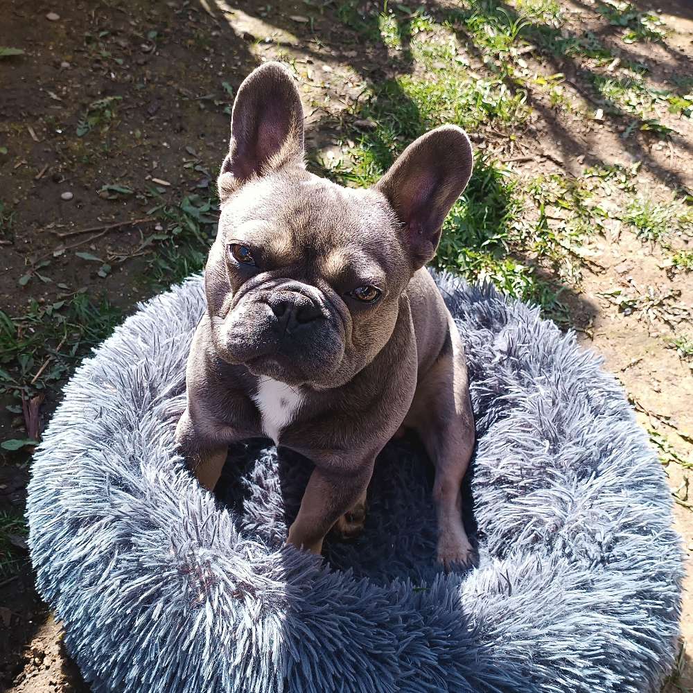 Hundetreffen-Hundetreffen am BUGA See-Profilbild