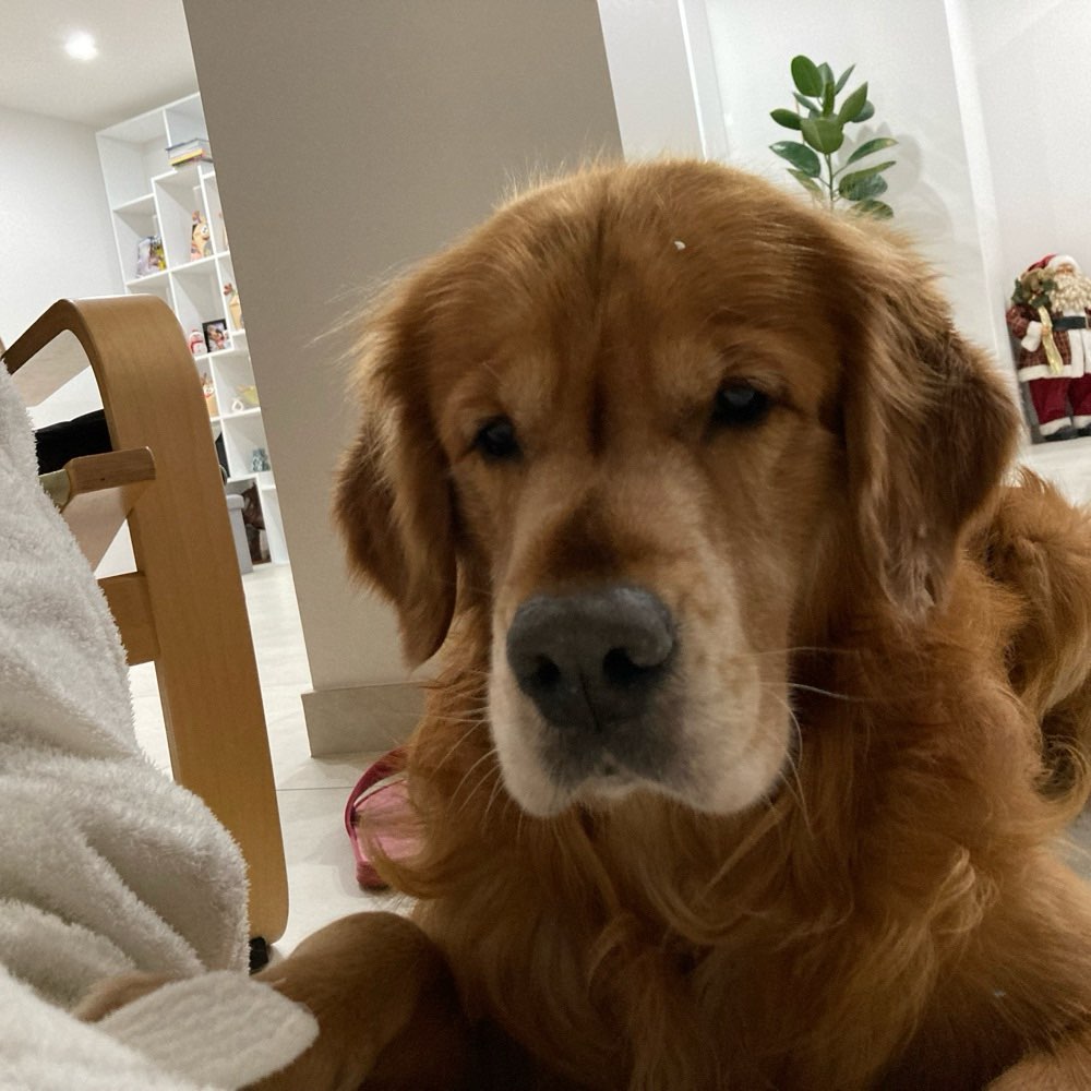 Hundetreffen-⭐️🥰Gassi gehen😇-Profilbild