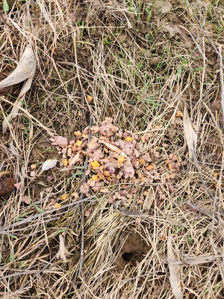 Giftköder-Evtl Giftköder / Essensreste am Feldrand-Profilbild