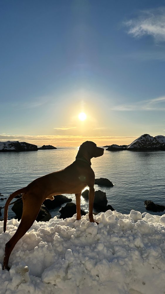 Hundetreffen-Suche private Mantrailing Gruppe in Burgdorf oder Umgebung-Profilbild