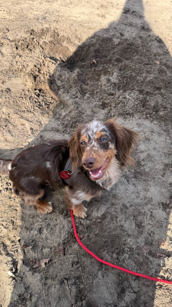 Hundetreffen-Bruno sucht Freund/Freundin 🤎-Profilbild