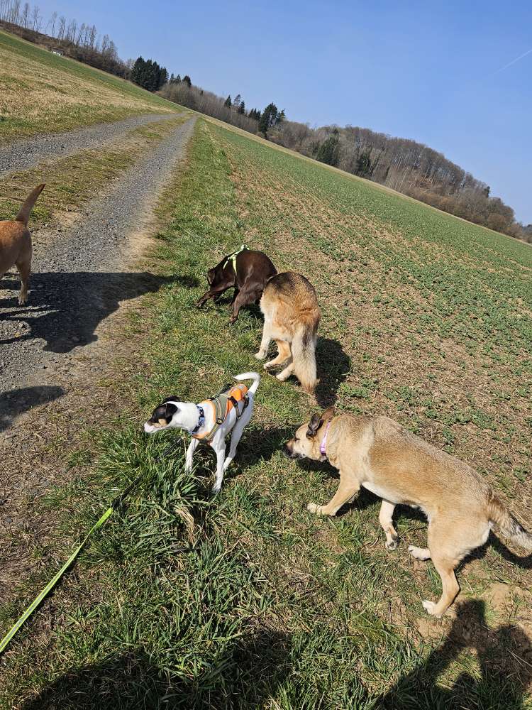 Hundetreffen-Hundewanderung-Profilbild