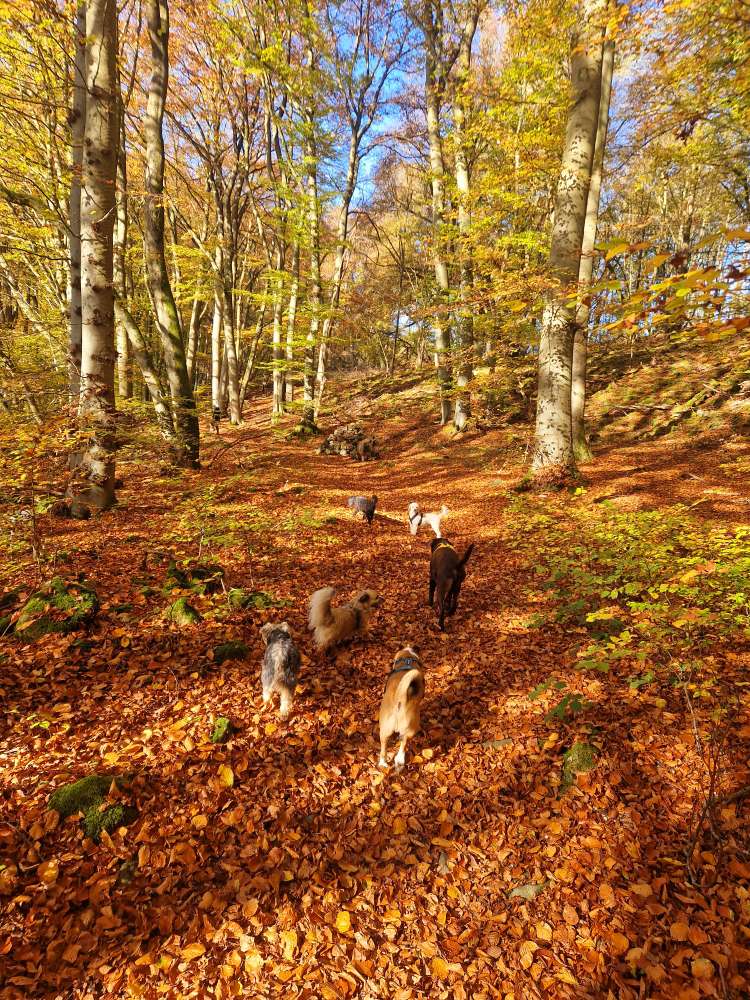 Hundetreffen-Hundewanderung und Gassirunden-Profilbild