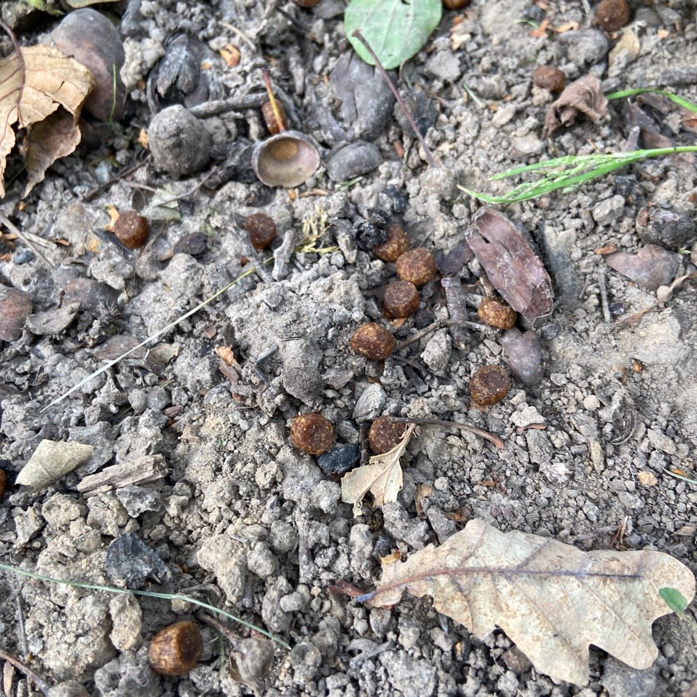 Giftköder-Ausgelegtes/ verlorenes Futter-Profilbild