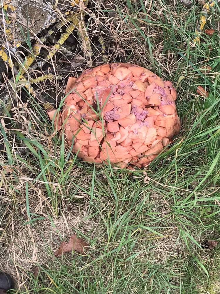 Giftköder-Giftköder-Profilbild