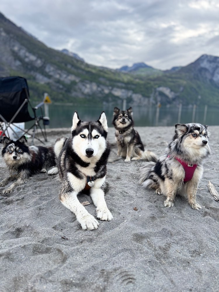 Hundetreffen-Spielnachmittag-Profilbild