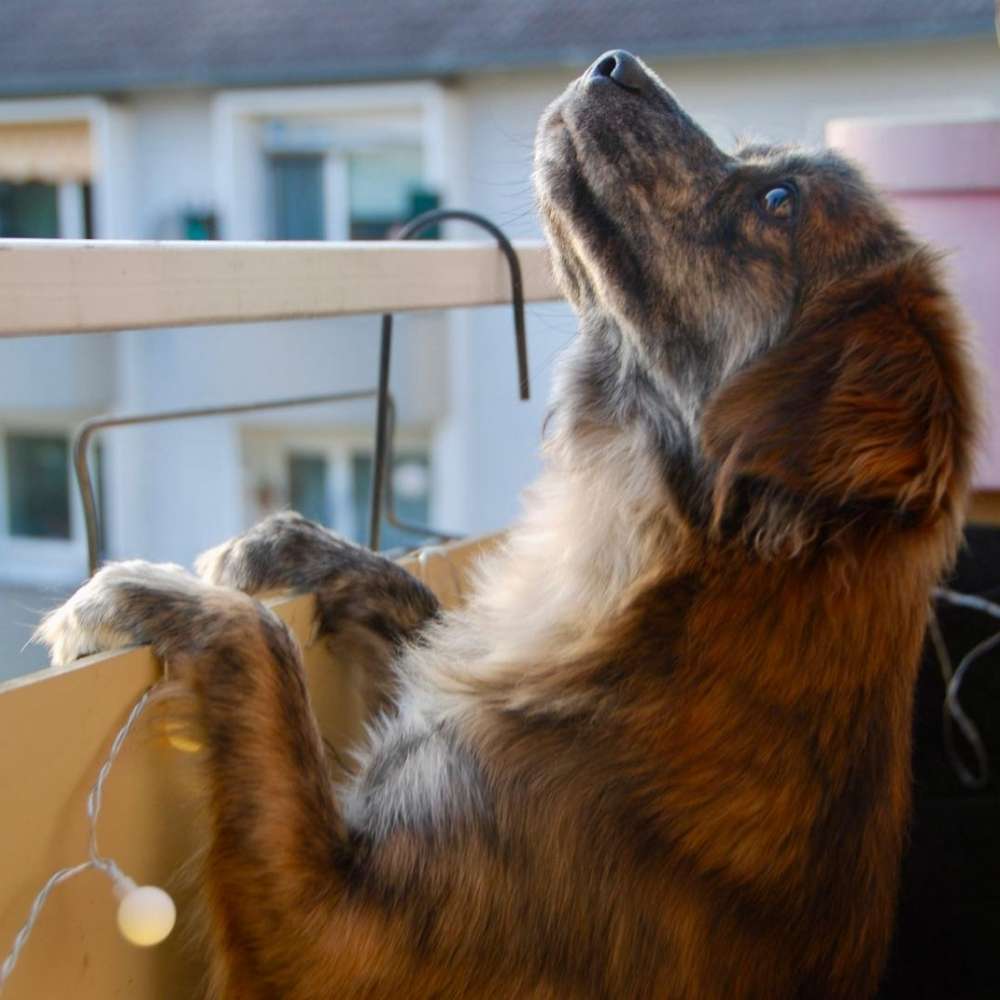 Hundetreffen-🐾Wer möchte uns begleiten? 🌱🌳-Profilbild