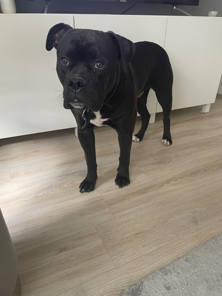 Hundetreffen-Kontrolliertes Hundetreffen in Dortmund-Profilbild