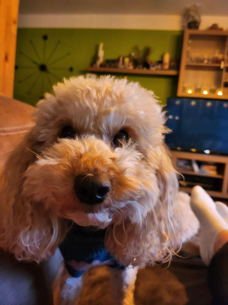 Hundetreffen-Hundegruppe LK OHZ und umzu-Profilbild