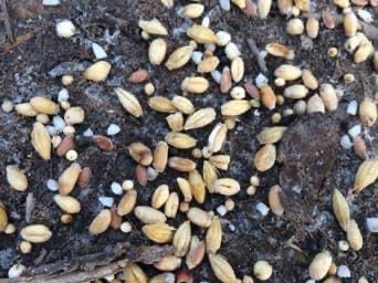 Giftköder-Achtung Gift mit Körnerfutter-Profilbild