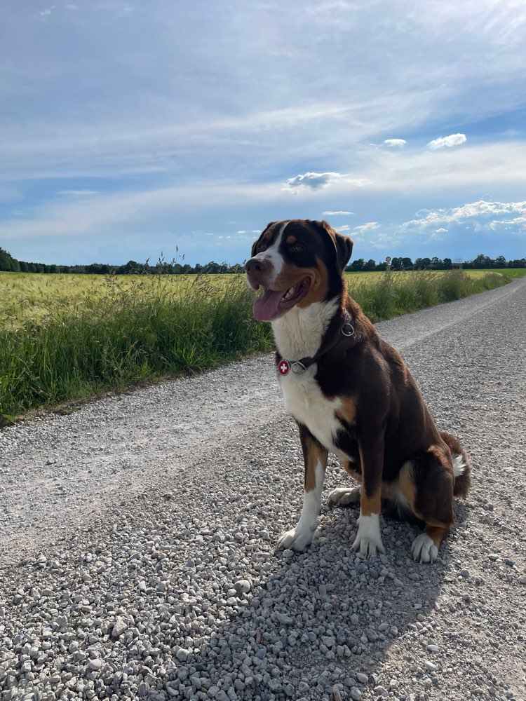 Hundetreffen-Gassirunde-Profilbild