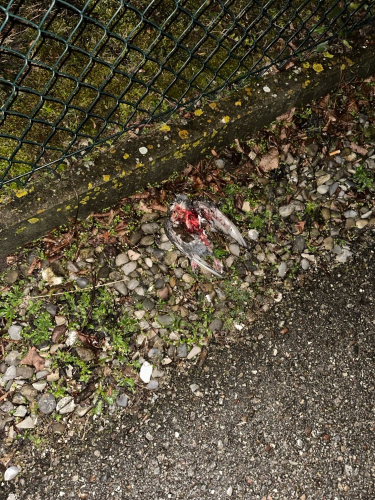 Giftköder-Toter Vogel-Profilbild