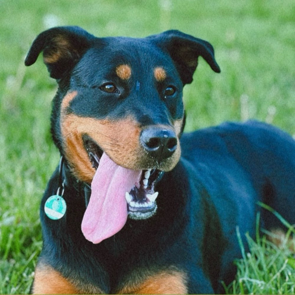 Hundetreffen-Jung und Erwachsenen Spielstunde-Profilbild