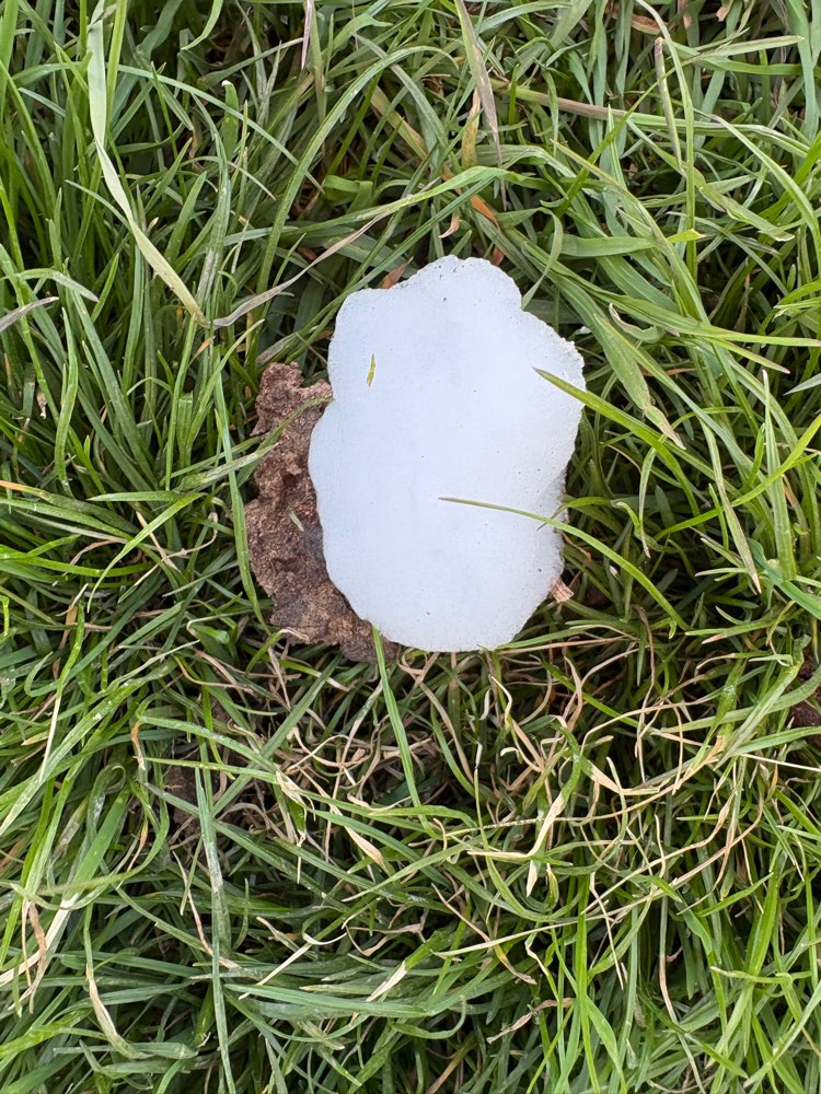 Giftköder-Weißer Schaum auf Grünstreifen-Profilbild