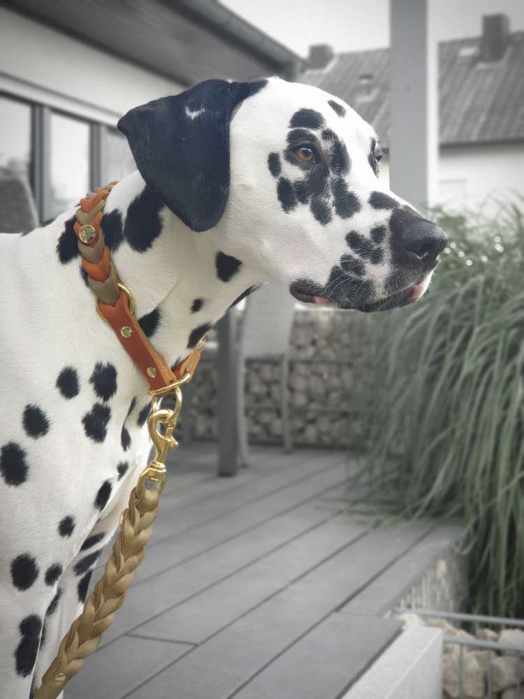 Hundetreffen-Feste Kontakte gesucht für regelmäßige Treffen-Profilbild