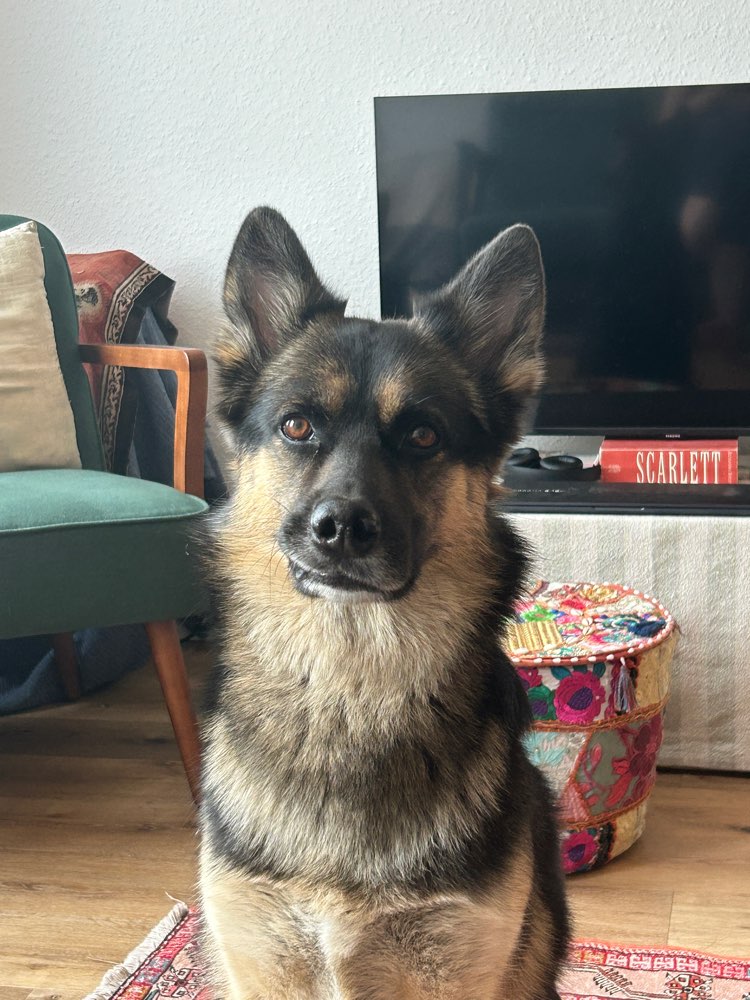 Hundetreffen-Spielen In Blomke-Profilbild