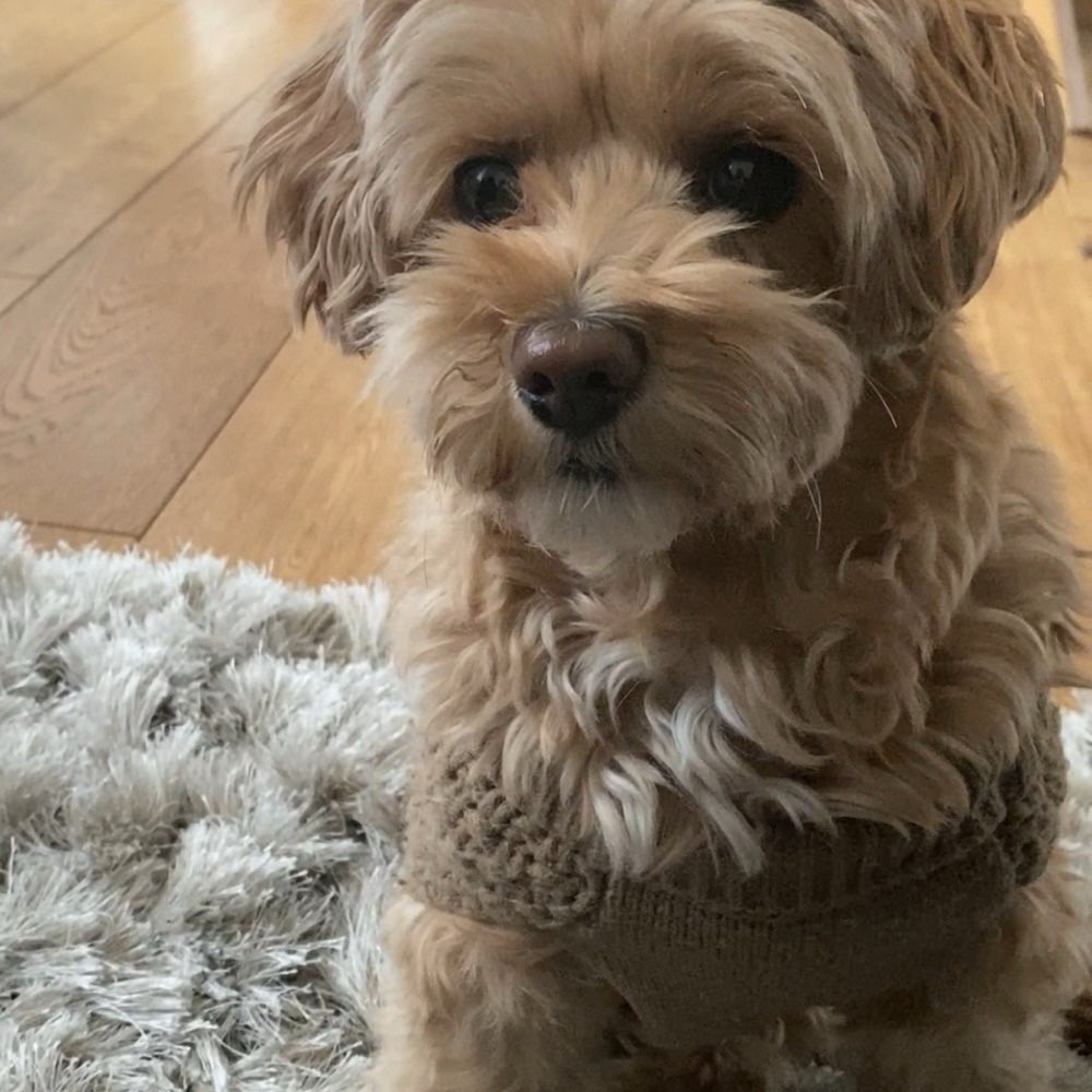 Hundetreffen-Gruppentreff-Profilbild