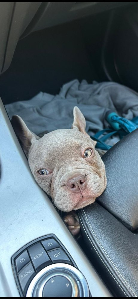 Hundetreffen-Suchen Hundefreunde für Spiel und Spaß! 🐾-Profilbild